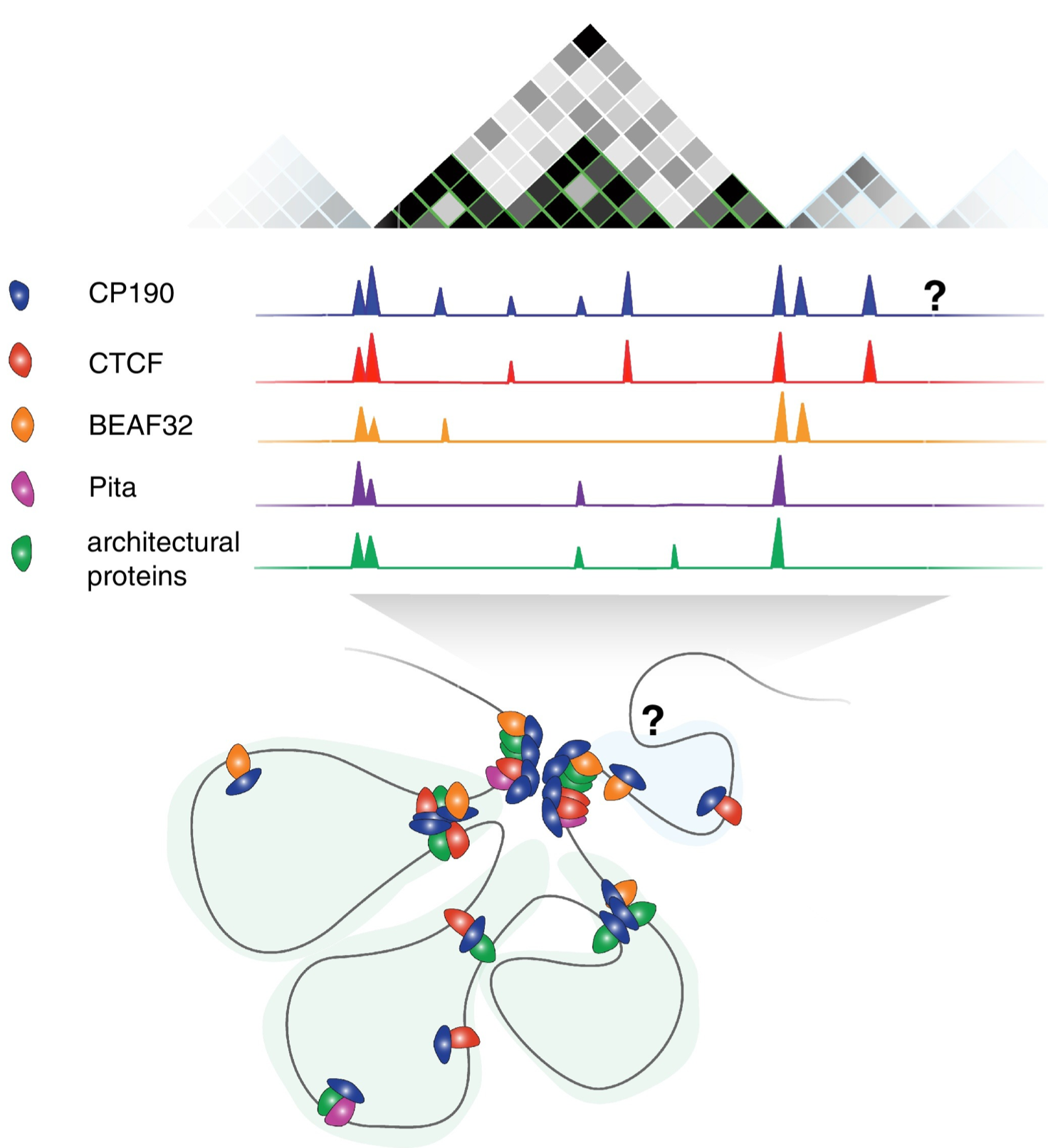 (Ali et al. 2016, Current Opinion in Genetics & Development)